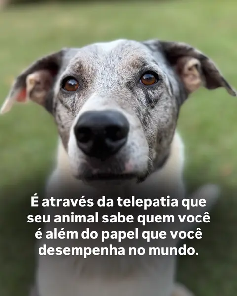 Capa do post É através da telepatia que seu animal sabe quem você é